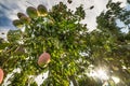 Interesting Mango tree photo from below