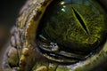 An interesting moment in nature. Crocodile`s eye up close.