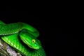 Interesting moment in nature. The green snake on the branch up close. Black shades in the background. Royalty Free Stock Photo