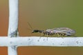 Amazing colored insect on a wire fence. Wood wasp. Xiphydriidae Royalty Free Stock Photo