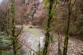 Khosta river in Yew-boxwood grove in spring in Sochi city, Russia Royalty Free Stock Photo