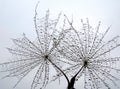 Interesting pair of dandelion seeds with water drops against the sky. Royalty Free Stock Photo