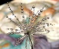 Interesting part of the dandelion seed with water drops on a light background Royalty Free Stock Photo