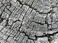 Cross section of an old dead tree to be used as background of backdrop Royalty Free Stock Photo