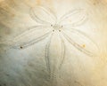 Dendraster excentricus - Sand Dollar Royalty Free Stock Photo