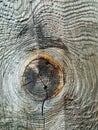 Interesting pattern on the saw cut board. The pattern from a tree knot is wavy on a wooden board. Royalty Free Stock Photo