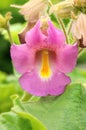 Interesting pink flower Proboscidea louisianica Royalty Free Stock Photo