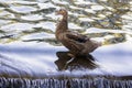 Duck standing on the threshold of water. Royalty Free Stock Photo