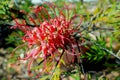 Interesting and rare flowers of the Grevillea hybrid