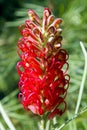 Interesting and rare flowers of the Grevillea hybrid