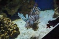 Interesting red lionfish (Pterois volitans) swimming in the underwater world Royalty Free Stock Photo