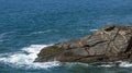 Interesting rock looks like animal face. Stones that look like animals, crocodile or alligator.