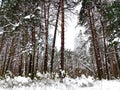 Scene at the Striginsky Bor Forest Park in Nizhny Novgorod with pine trees, curved tree, bushes Royalty Free Stock Photo