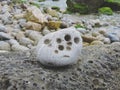 Interesting sea stones as background