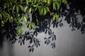 Shadows from trees falling on the wall, nature background. Royalty Free Stock Photo
