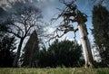 Interesting shot of an extraordinary tree in a park