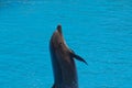 Show of training a large adult dolphin mammal in a zoo park on a sunny day