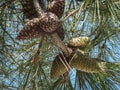 Interesting simultaneous combination of young green and mature brown pine cones on branch pine Stankevich Pinus brutia stankewicz Royalty Free Stock Photo