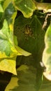 An Interesting Spider Lurking in the Leaves Royalty Free Stock Photo