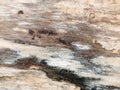 Interesting stripped dried wood texture close up background Royalty Free Stock Photo