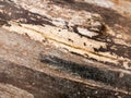 Interesting stripped dried wood texture close up background Royalty Free Stock Photo