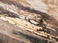 Interesting stripped dried wood texture close up background Royalty Free Stock Photo