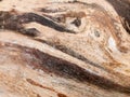 Interesting stripped dried wood texture close up background Royalty Free Stock Photo