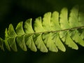 Interesting structure of a farn leaf Royalty Free Stock Photo