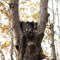 Interesting structures on a tree similar to a person keeping its arms high and a face  face Royalty Free Stock Photo