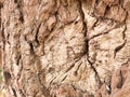 Interesting Surface of Tree Bark in Full Detail Royalty Free Stock Photo
