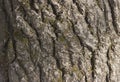 texture of the bark of a perennial tree