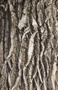 Texture of the bark of a perennial tree