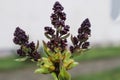 It is interesting to observe the numerous lilac buds.