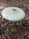 An interesting toadstool on the leafy forest floor Royalty Free Stock Photo