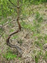 Interesting tree with beautiful trunk, Lithuania