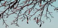 interesting tree branches with large pods-seeds against a clear sky, bare tree