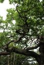 Interesting tree in British woodland Royalty Free Stock Photo