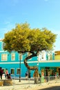 Interesting Tree in Nassau Port Area