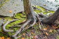 Interesting Tree Roots, Mossy Ground Royalty Free Stock Photo