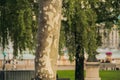 Interesting tree trunk in the city park in Geneve