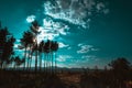 Interesting trees in the summer sky Royalty Free Stock Photo