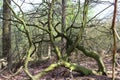 Interesting tree in British woodland Royalty Free Stock Photo