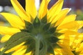 Image of the gorgeous backside of sunflower, with detail of petals and greenery of plant shown from different perspective.