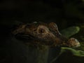 Interesting view of a detailed head of a crocodile in the water