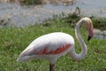 Interesting view of a pink flamingo eating grass - Amboseli National Park Kenya