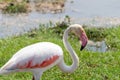 Interesting view of a pink flamingo eating grass - Amboseli National Park Kenya