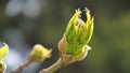 Interesting view of a spring bud