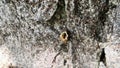 Interesting wax resin tubular nest of stingless bees over a gray rock