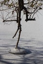 Interesting winter tree footpad shape Royalty Free Stock Photo