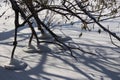 Interesting winter tree footpad shapes Royalty Free Stock Photo